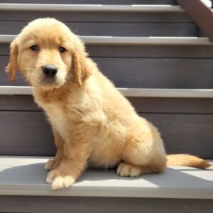 Luke · Macho Golden Retriever