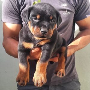 Machin · Macho Rottweiler
