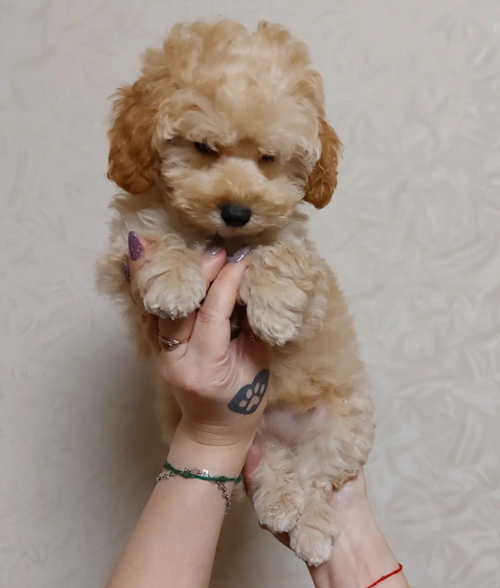 Maltipoo