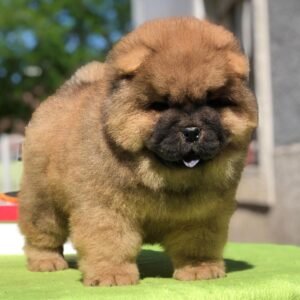 Max · Macho Chow Chow