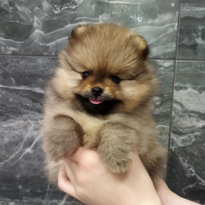 Max · Macho Pomerania