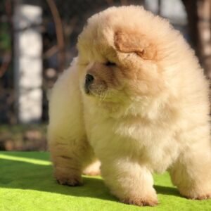 Molly · Hembra Chow Chow