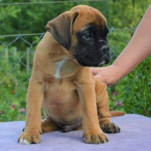 Nala · Hembra Boxer