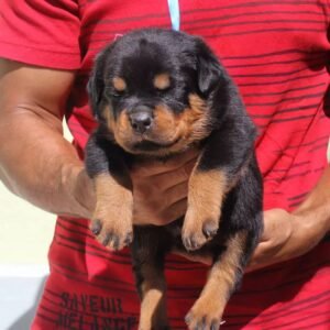 Klara · Hembra Rottweiler