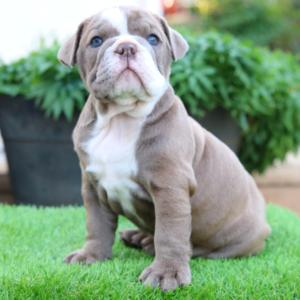 Penelope · Hembra Bulldog Inglés