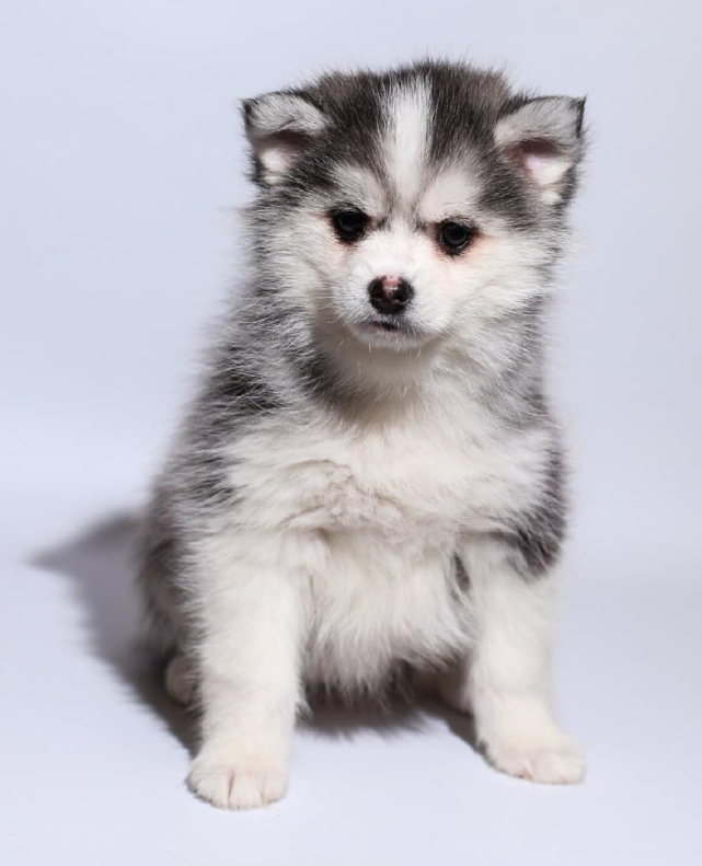 Pomsky