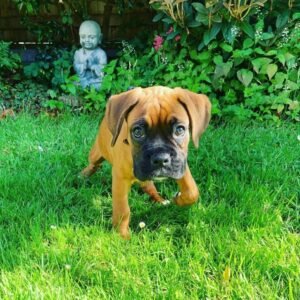 Regi · Hembra Boxer