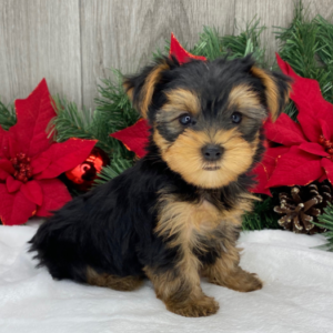 Ricky · Macho Yorkshire Terrier