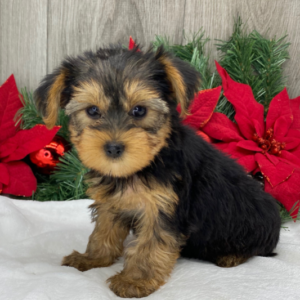 Rose · Hembra Yorkshire Terrier