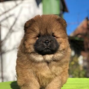 Rosie · Hembra Chow Chow