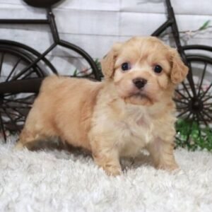 Sage · Hembra Cavachón