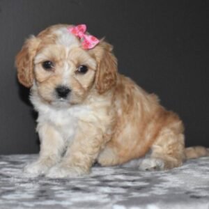 Skye · Hembra Cavachón