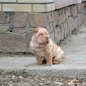 Sophie · Hembra Shar Pei