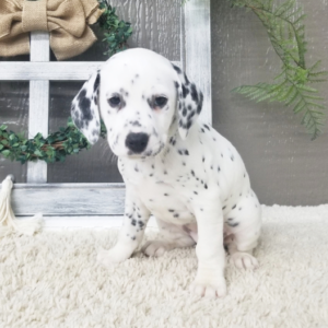 Sadie · Hembra Dálmata