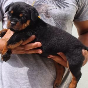 Sam · Macho Rottweiler