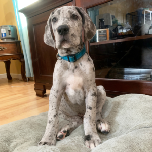 Sammy · Macho Dálmata