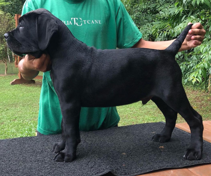 Cane Corso