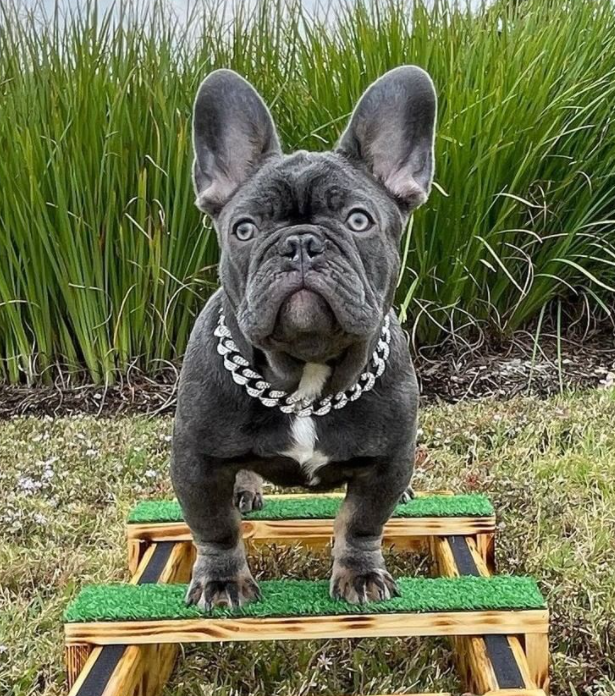 Bulldog francés