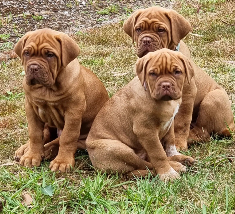 Dogo de Burdeos