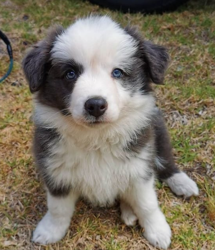 Border Collie