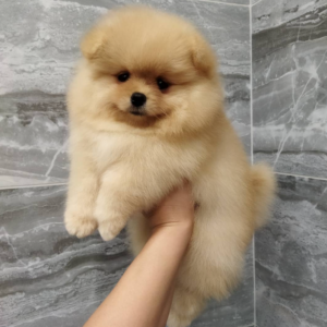 Sheila · Hembra Pomerania