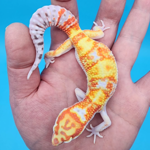 Gecko Leopardo #GH3233 · 290 €