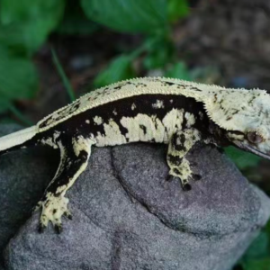 Gecko Crestado GE2622