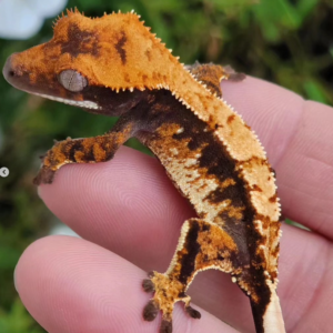 Gecko Crestado GE26212