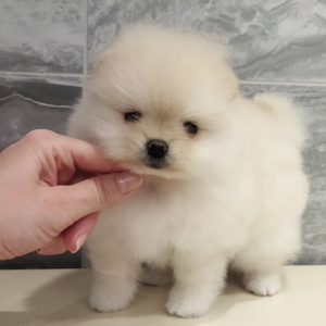 Sonia · Hembra Pomerania