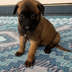 Thor · Macho Malinois