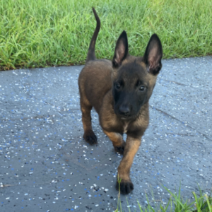 Thunder · Macho Malinois