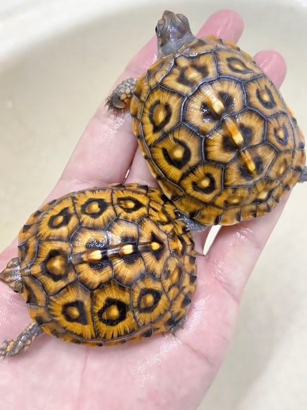 Tortugas