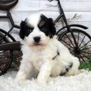 Victor · Macho Cavachón