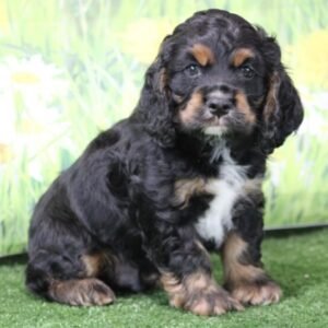 Val · Macho Cocker Spaniel