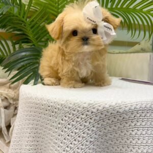 Nelly · Hembra Maltipoo