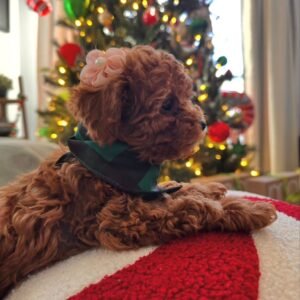 Gree · Macho Maltipoo