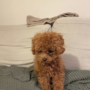 Stephan · Macho Maltipoo