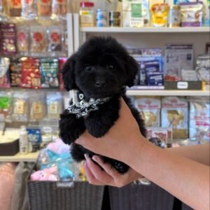 Félix · Macho Maltipoo