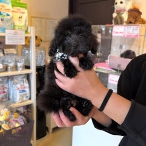 Kelly · Hembra Maltipoo