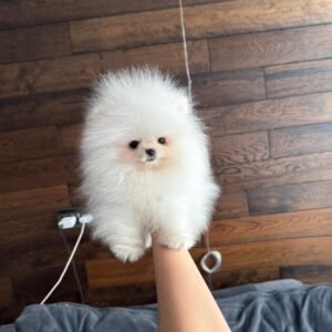 Léo · Macho Pomerania