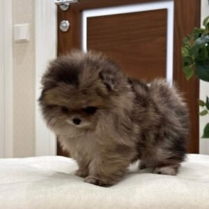 Glory · Hembra Pomerania