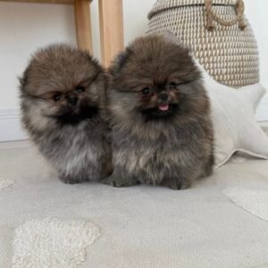 Umar · Macho Pomerania