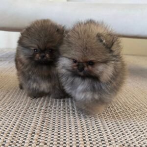 Omar · Hembra Pomerania