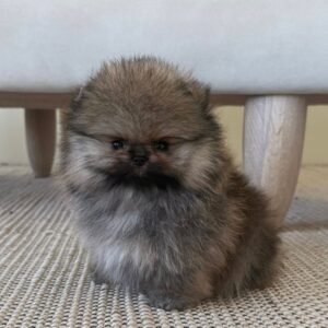 Zara · Hembra Pomerania