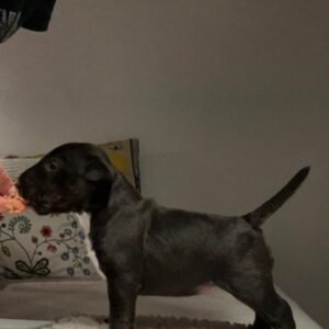 Mamba · Macho Bull Terrier Miniatura