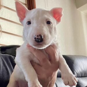 Rosel · Hembra Bull Terrier Miniatura