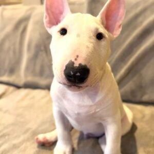 Carol · Hembra Bull Terrier Miniatura