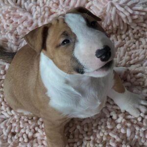 Rati · Macho Bull Terrier Miniatura