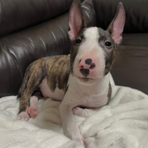 Oscar · Macho Bull Terrier Miniatura