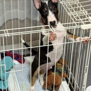 Sophia · Hembra Bull Terrier Miniatura